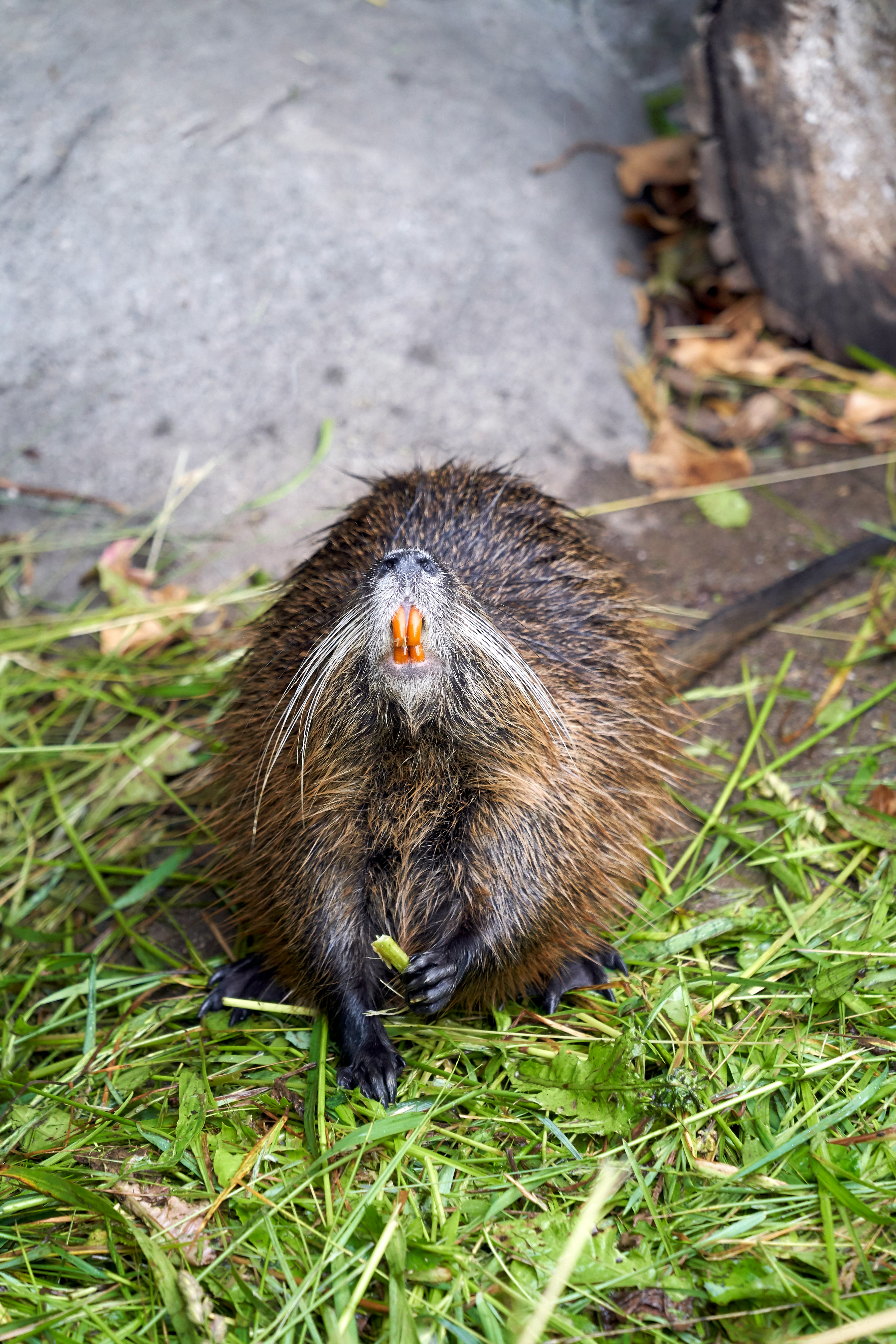 brown and black rodent on green grass during daytime